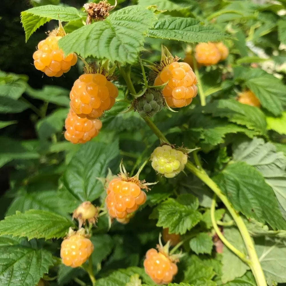 2 Fall Gold Live Raspberry Plants Pruned & Ready For Planting (1-2 Yr Old) Fruit Plant