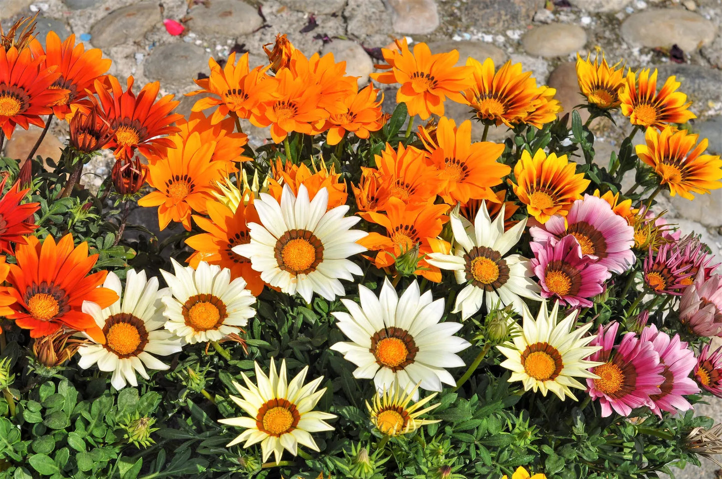 30 Mixed Colors Gazania Rigens Treasure Flower Seeds | www.seedsplantworld.com