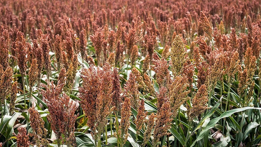 70 Sugar Drip Sorghum Syrup Grain Seeds | www.seedsplantworld.com