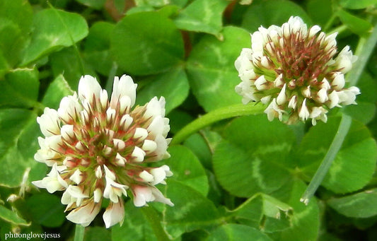 10356 Clover White Dutch Perennial Flower Seeds | www.seedsplantworld.com