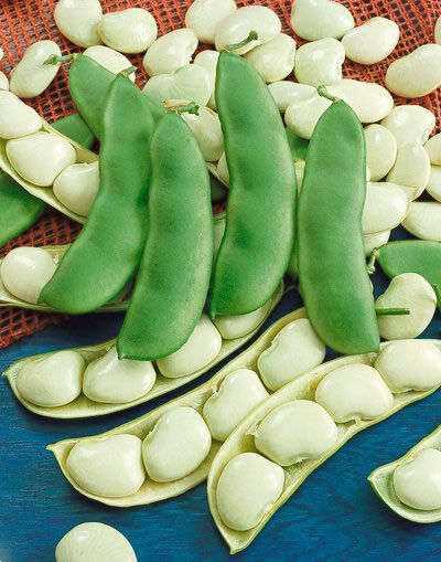 25 Dwarf Henderson Baby Lima Bean Bush White Phaseolus Lunatus Vegetable Seeds | www.seedsplantworld.com