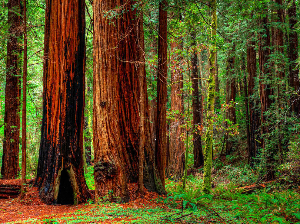 44 Redwood Coastal California Tree Seeds | www.seedsplantworld.com