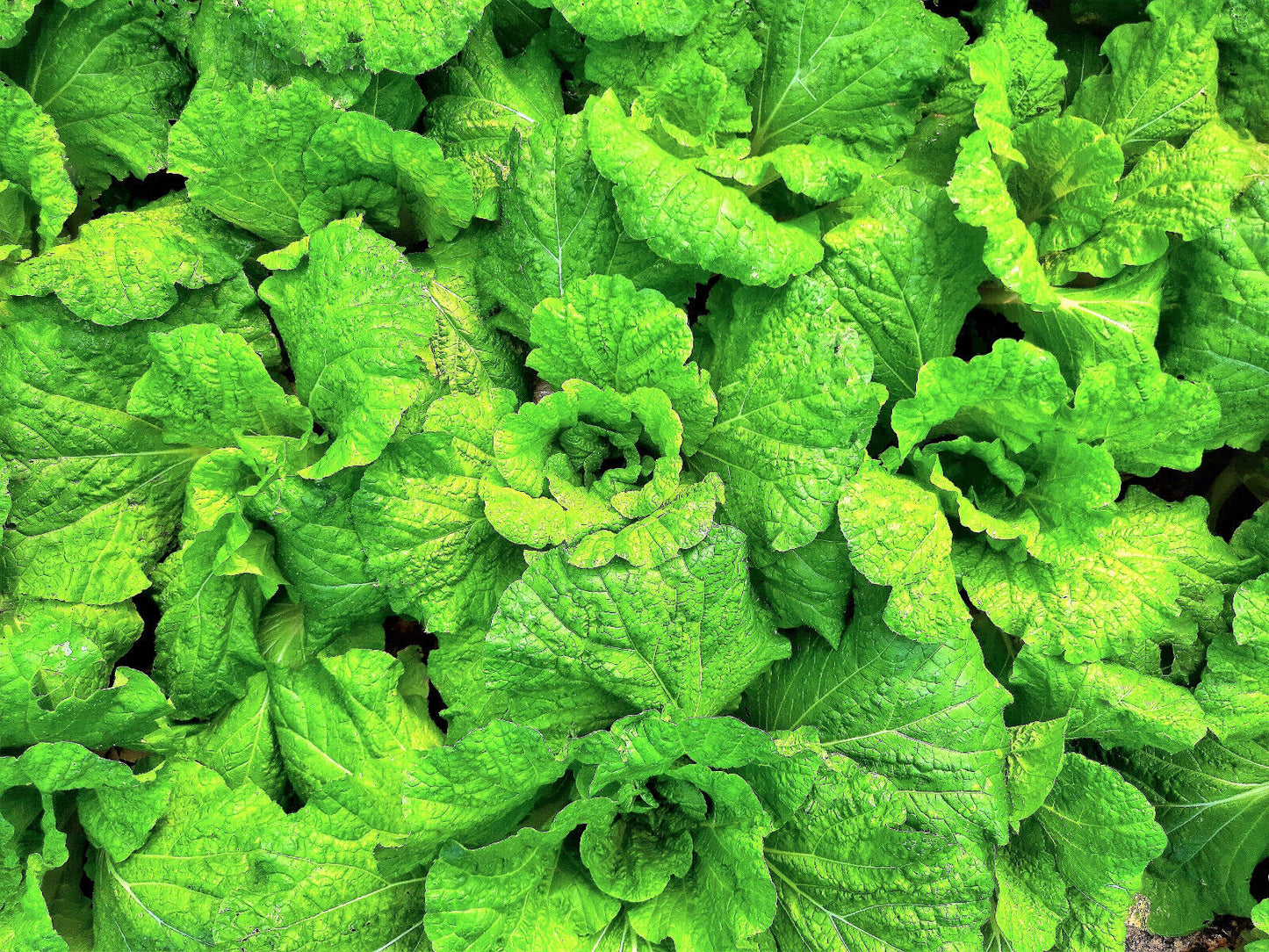 500 Lettuce Leaf Basil Ocimum Basilicum Huge Leaves Herb Seeds | www.seedsplantworld.com