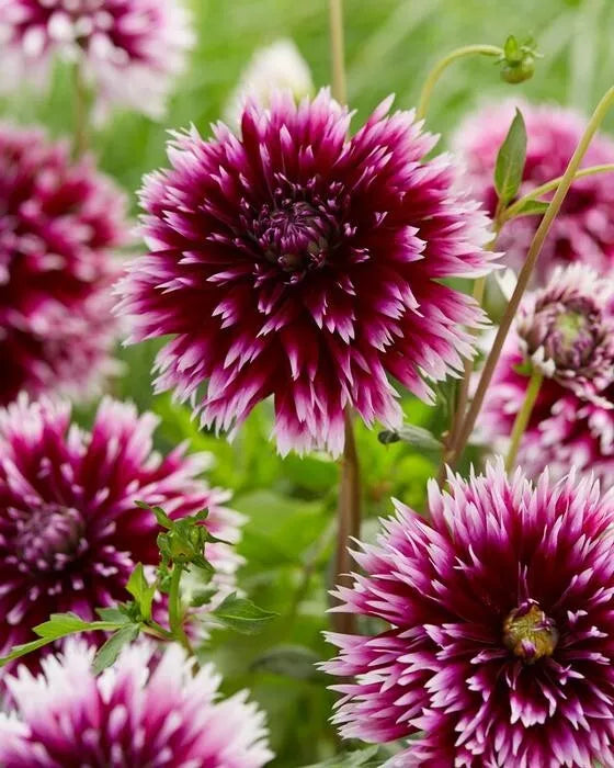 2 Alauna Clair Obscur Cactus Dahlia Bulb Tuber Clumps Stunning Variety Bulbs Plant