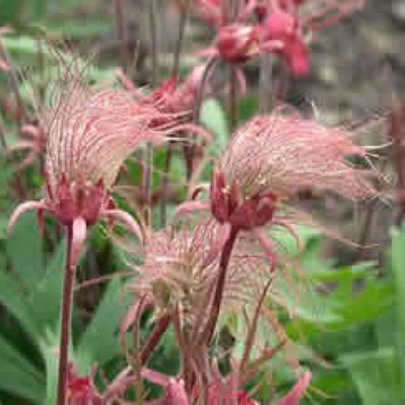 10 Prairie Smoke Geum Triflorum Unusual Pink Flower Seeds | www.seedsplantworld.com