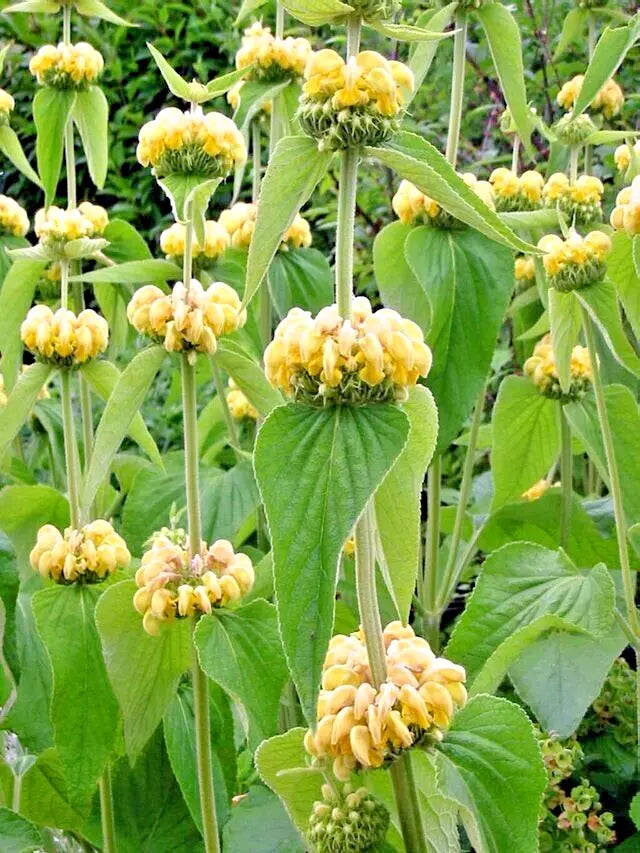 Phlomis Russeliana 30 Seeds