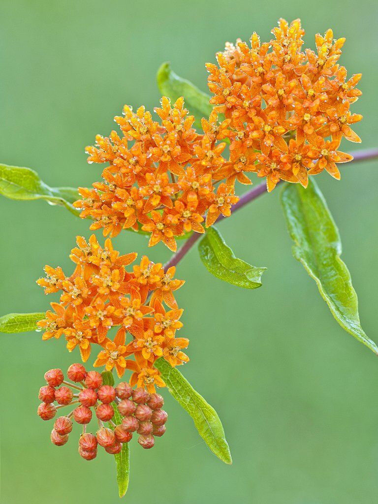 30 Butterfly Weed Hummingbirds Magnet Beauty Orange Flower Seeds | www.seedsplantworld.com