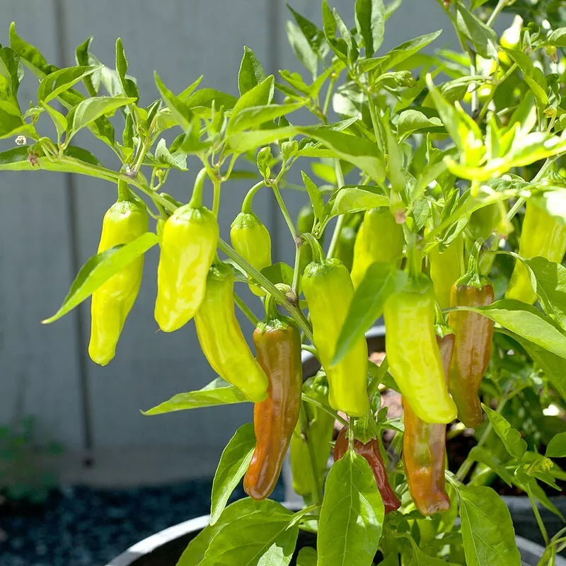 30 Golden Greek Pepperoncini Pepper Seeds Heirloom Non-GMO Vegetable Seed | www.seedsplantworld.com