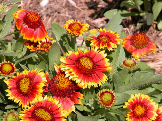 70 Blanket Flower Drought Tolerant Flower Seeds | www.seedsplantworld.com