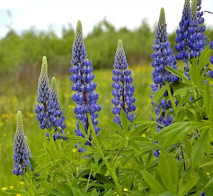 Tall Blue And White Lupine 50 Seeds