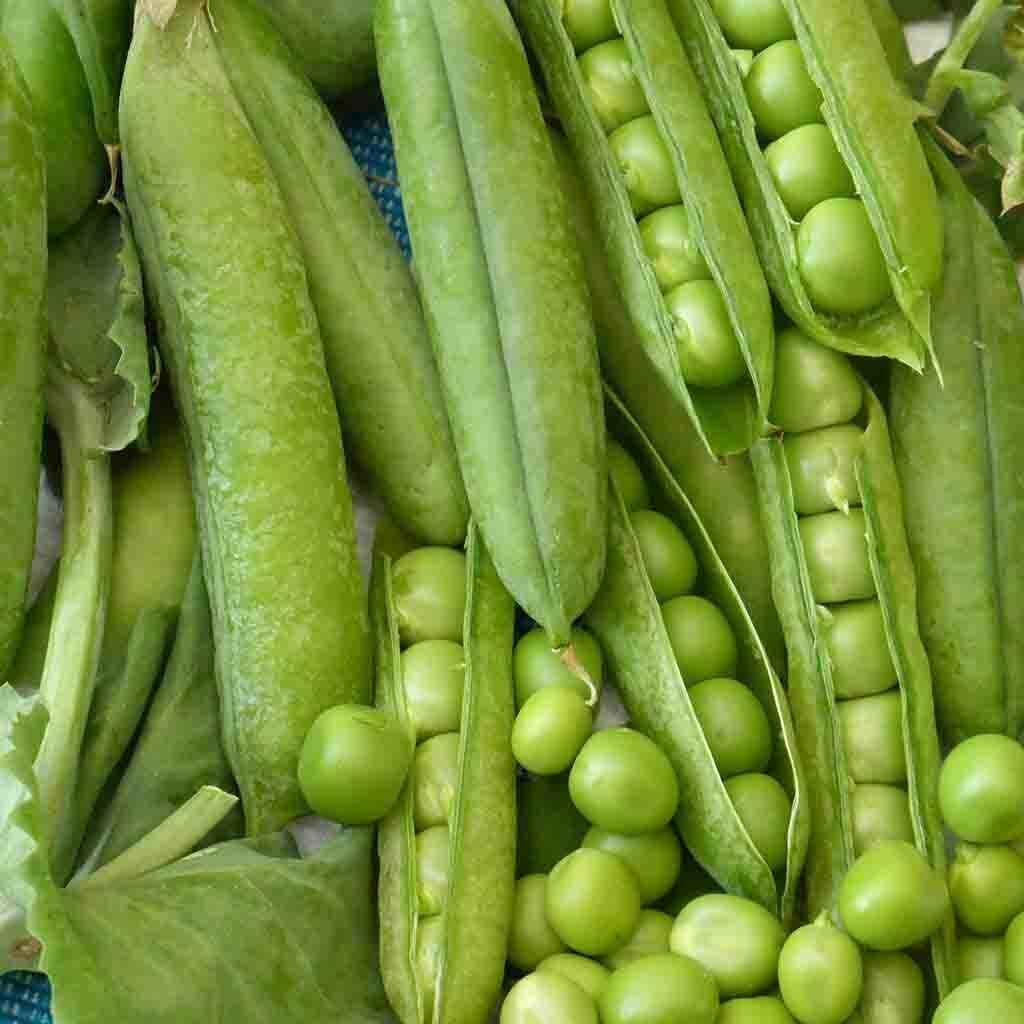 25 Ct Little Marvel Pea Pod Garden Heirloom NON-GMO Vegetable Seeds | www.seedsplantworld.com