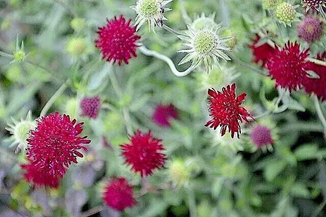 Red Knautia, 110 Seeds | www.seedsplantworld.com