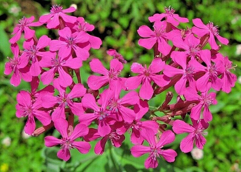 500+ None So Pretty Catchfly Annual Silene Armeria Flower Seeds | www.seedsplantworld.com