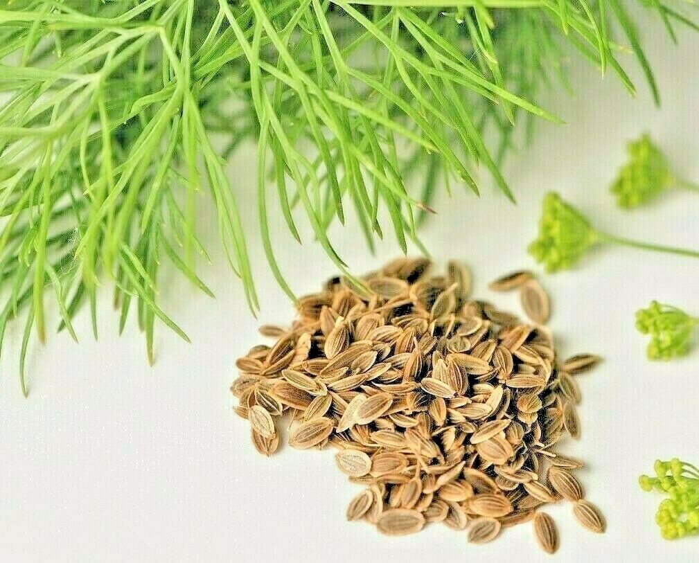 350 Dill Spring Planting Fresh Non-Gmo Heirloom Herb Spice Vegetable Seeds | www.seedsplantworld.com