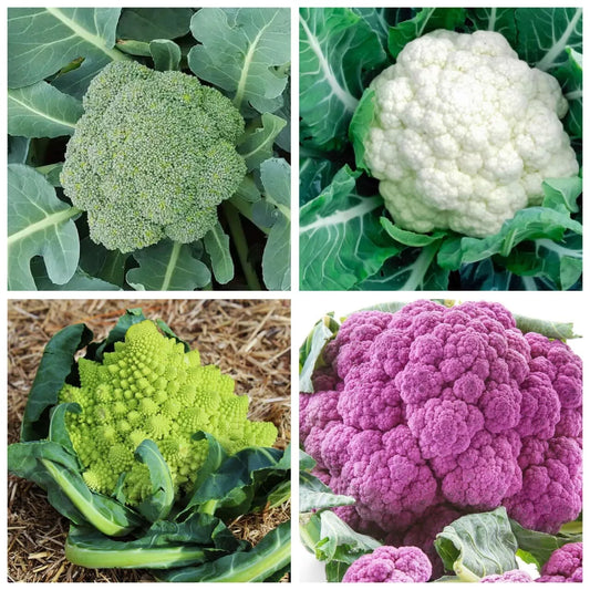 300 Rainbow Blend Cauliflower (Broccoli Mixed Colors) Non-Gmo Vegetable Seeds