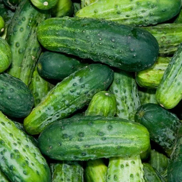 15 Bush Pickle Cucumber Seeds (F1 Hybrid) Non-GMO Vegetable Seeds | www.seedsplantworld.com