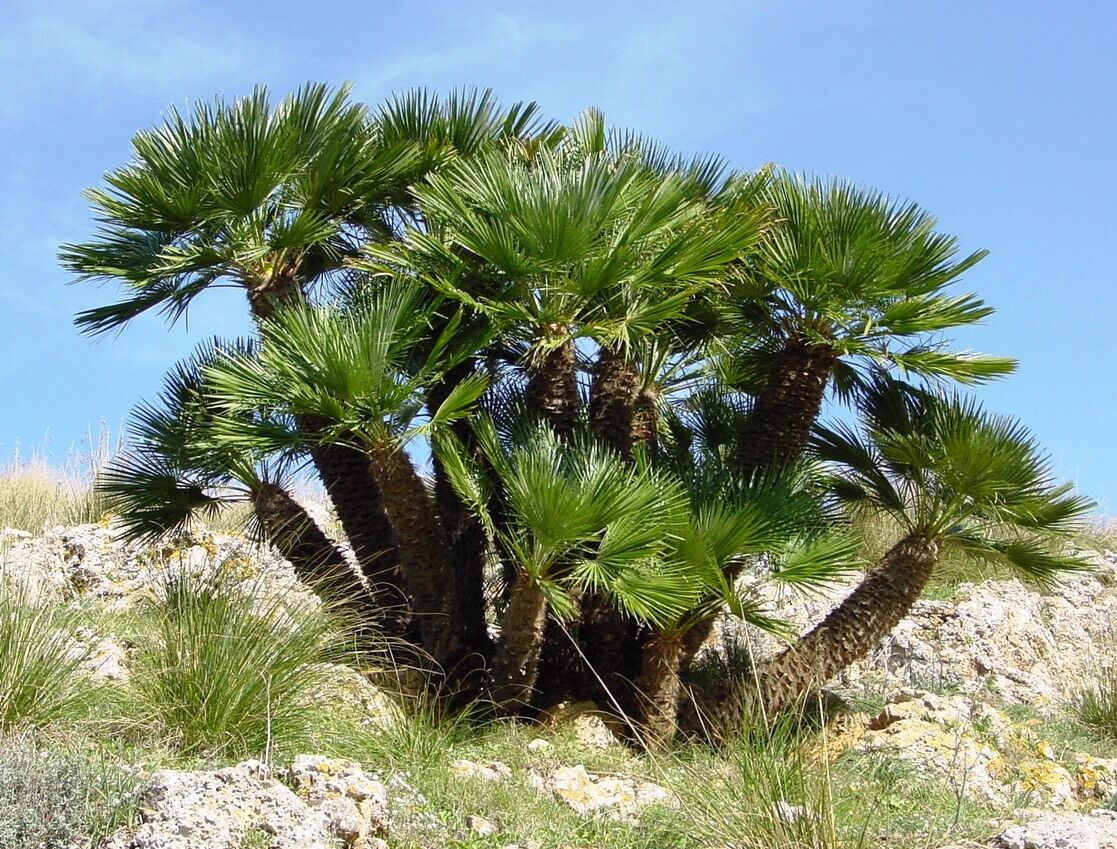 5 Mediterranean Fan Palm European Dwarf Tree Shrub Chamaerops Humilis Seeds | www.seedsplantworld.com