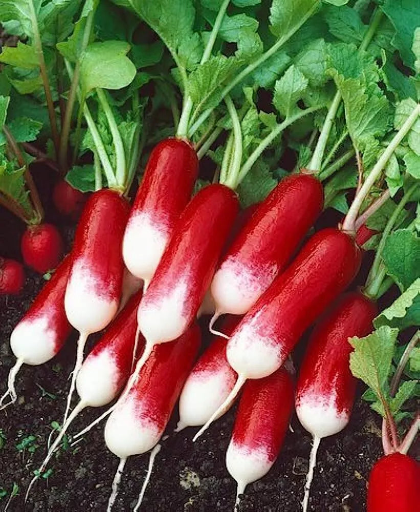 200 French Breakfast Radish Seeds Non-GMO Vegetable Seeds | www.seedsplantworld.com