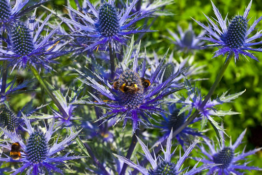 Sea Holly 100 Seeds