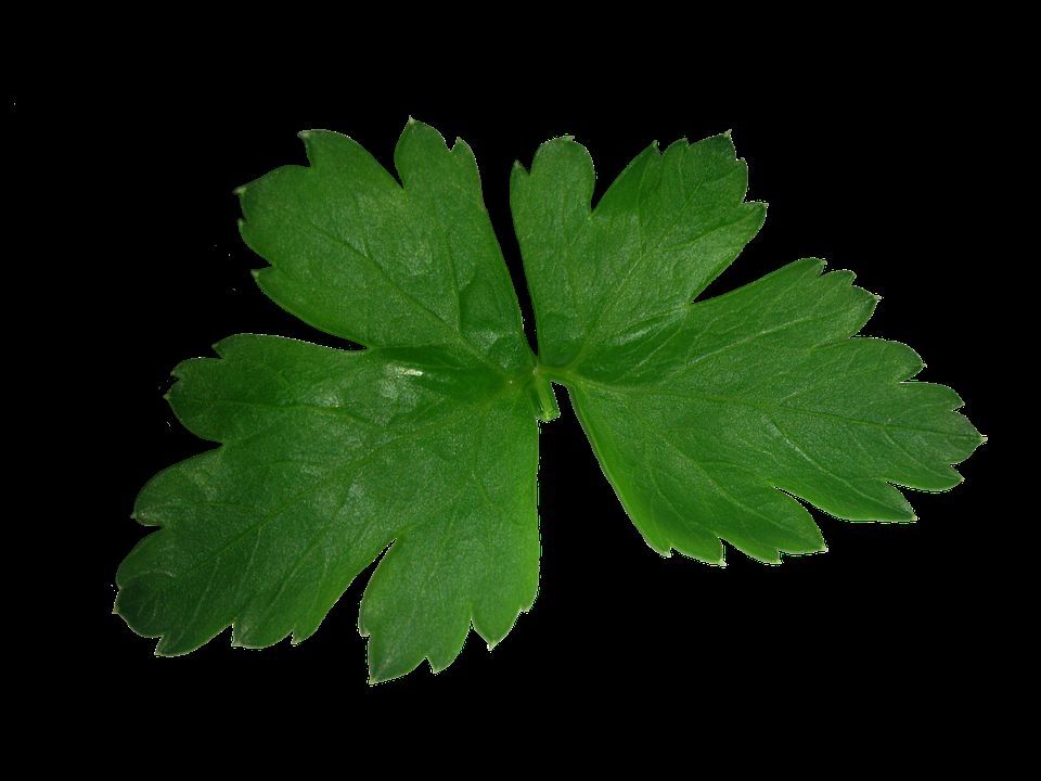 1500 Flat Leaf Parsley Seeds Petroselinum Crispum Plain Single Italian Parsley | www.seedsplantworld.com