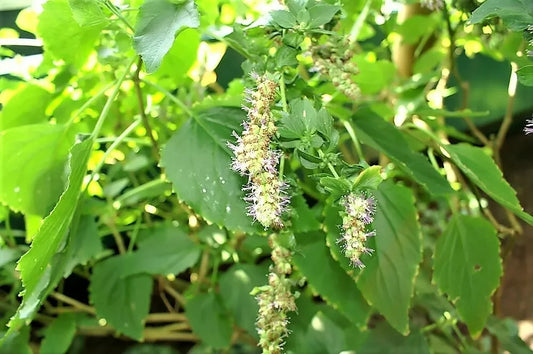 10 Java Indian Patchouli Pogostemon Heyneanus Herb Shrub Flower Fragrant Seeds | www.seedsplantworld.com