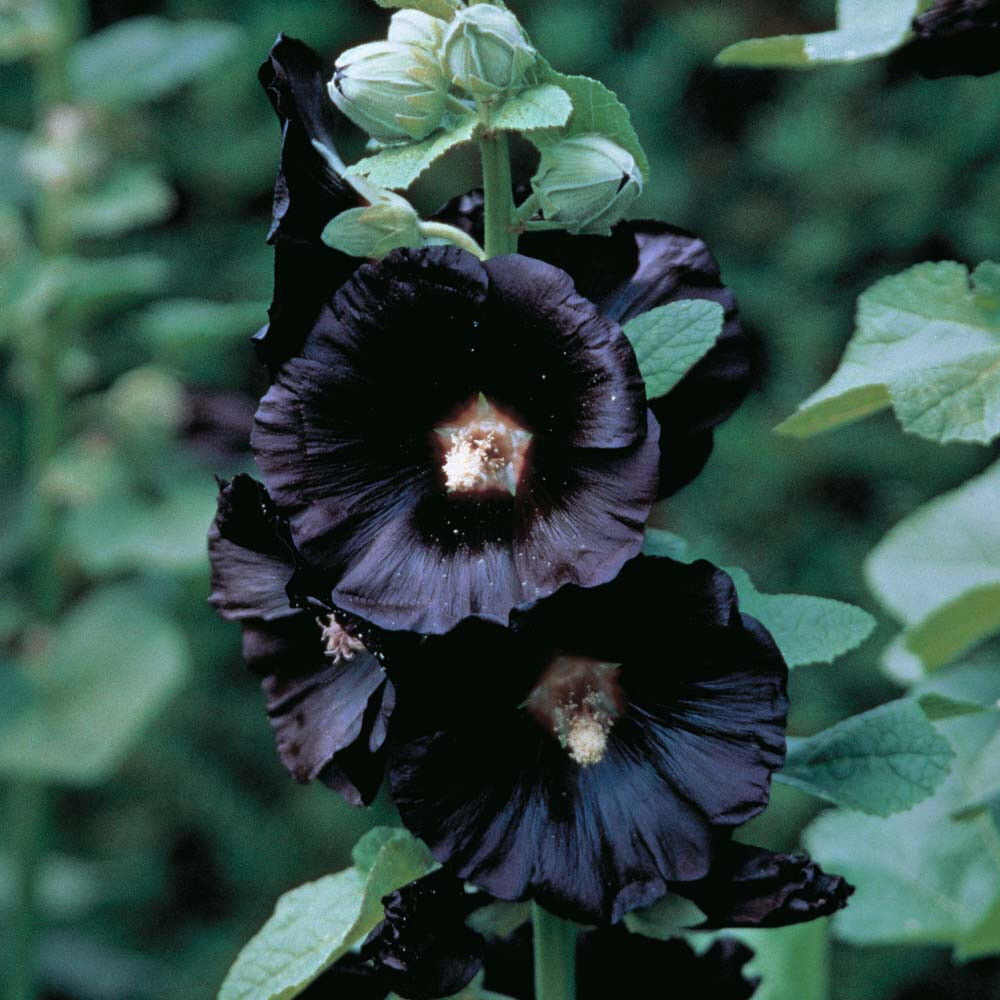 10 Hollyhock Black Flower Cottage Garden Favorite Flower Seeds | www.seedsplantworld.com