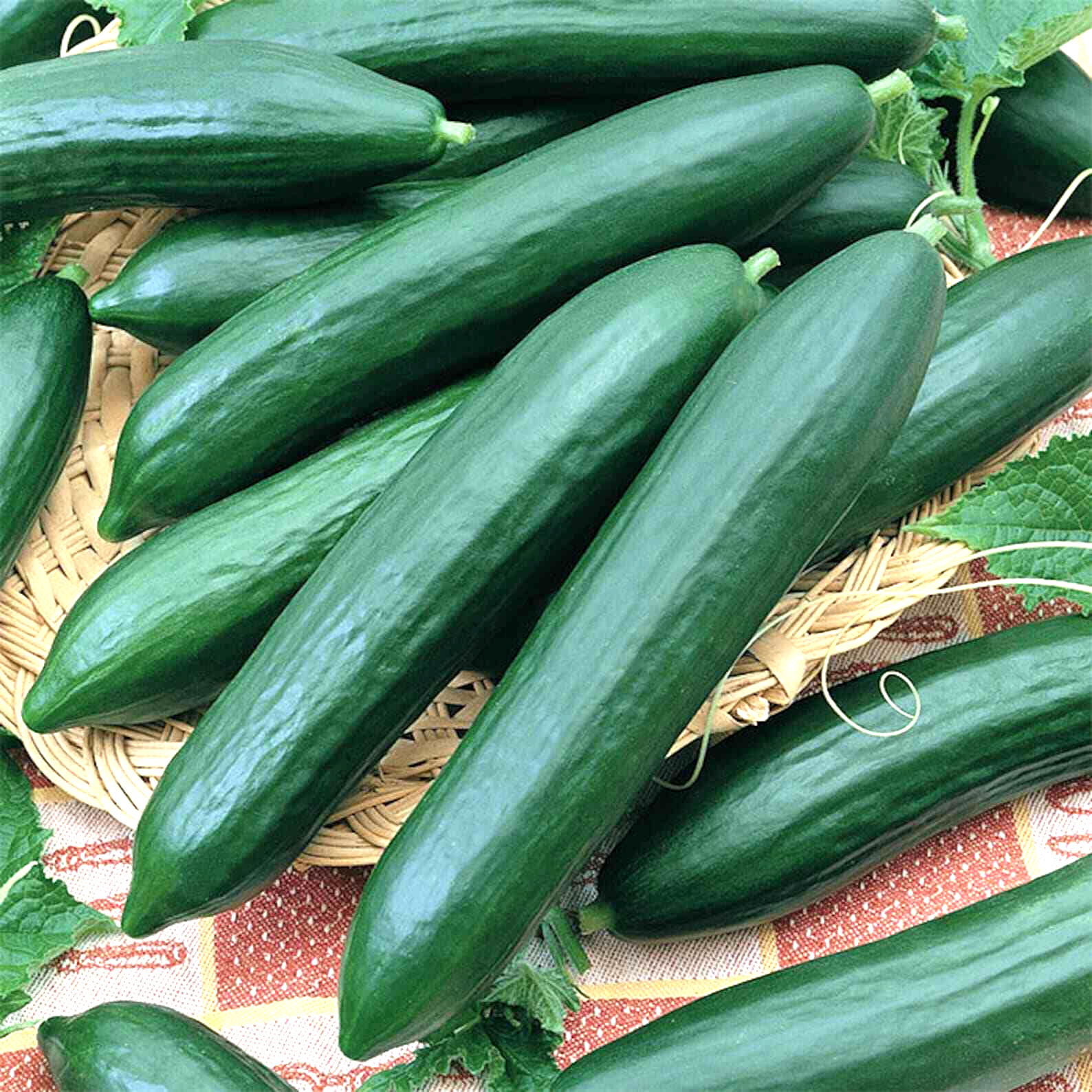 125 Cucumber Vegetable Seeds | www.seedsplantworld.com