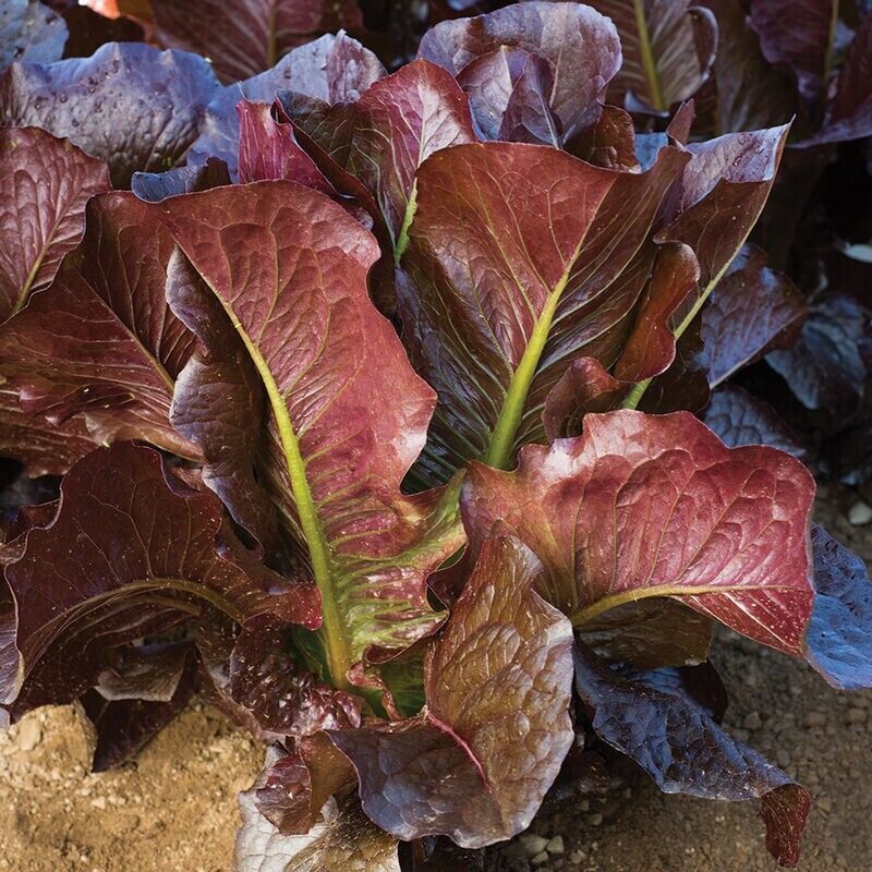 600+ Red Romaine Lettuce Lactuca Sativa Heirloom Vegetable Seeds | www.seedsplantworld.com