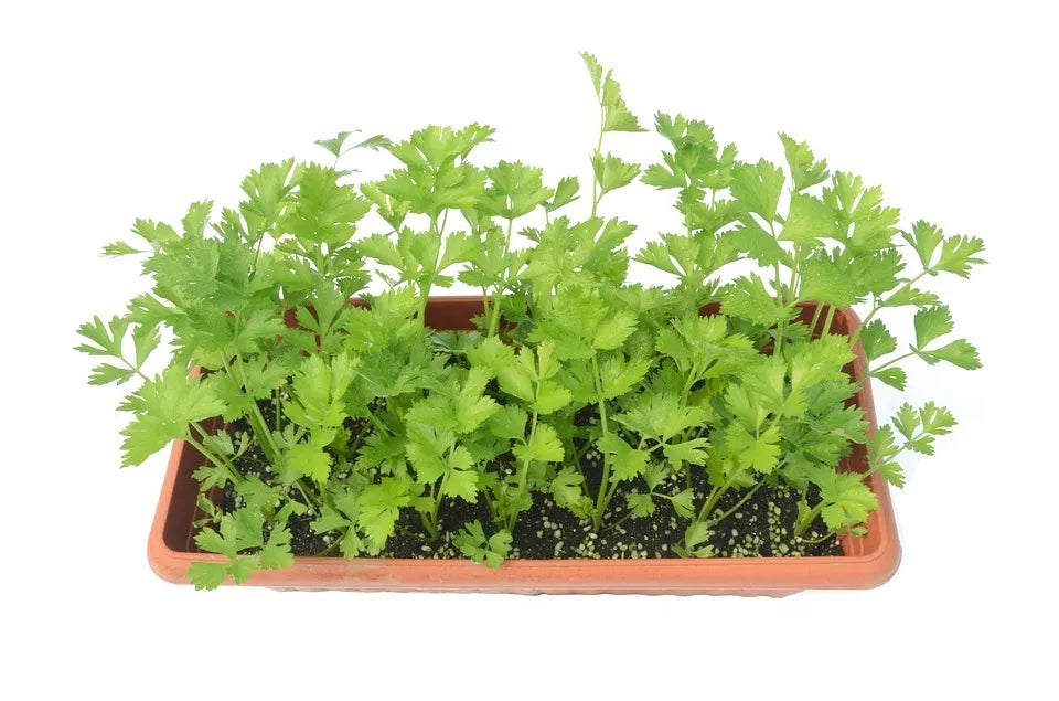 2000 Cutting Leaf Celery Apium Graveolens Soup Vegetable Herb Seeds | www.seedsplantworld.com