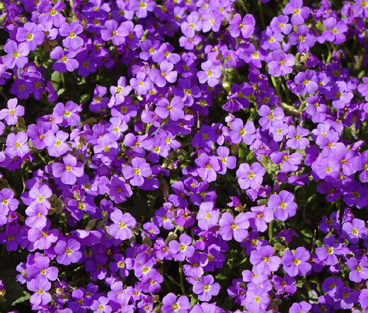 200+ Purple Rockcress Perennial Aubrieta Deltoida Flower Seeds | www.seedsplantworld.com