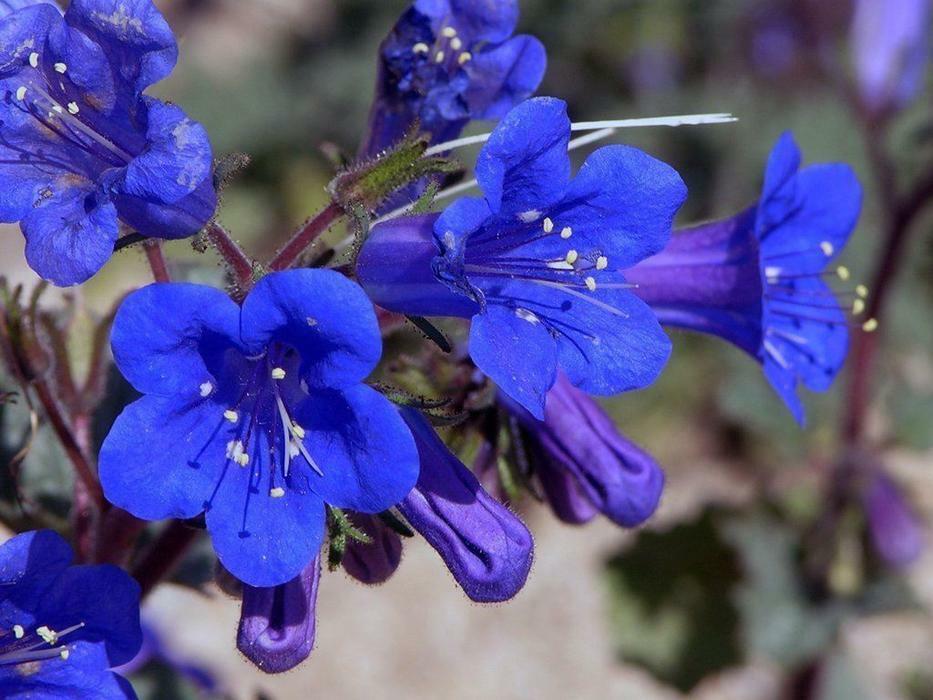 1000+ California Bluebell Campanula Flower Seeds | www.seedsplantworld.com