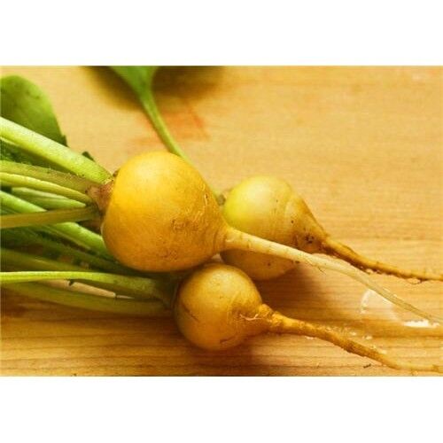 46 Radish Golden Helios Yellow Outside Vegetable Seeds | www.seedsplantworld.com