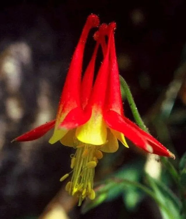 Western Red Columbine, 200 Seeds