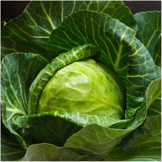 500+ Early Round Dutch Cabbage Garden NON-GMO Vegetable Seeds | www.seedsplantworld.com