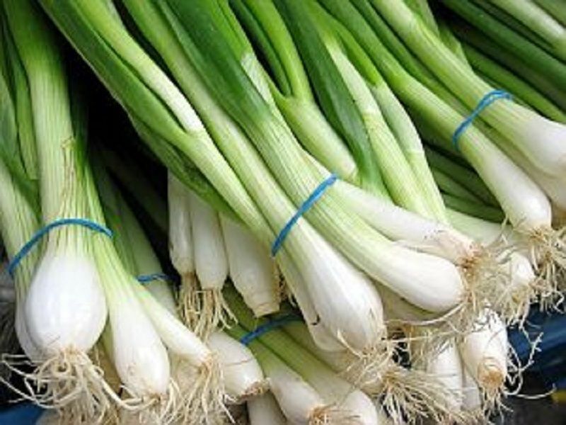 200+ Onion Tokyo Long White Bunching Scallion Vegetable Seeds | www.seedsplantworld.com