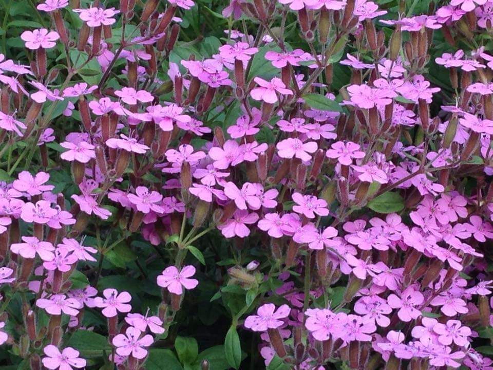 200+ Soapwort Saponaria Ocymoides Pink Wildflower Flower Seeds | www.seedsplantworld.com