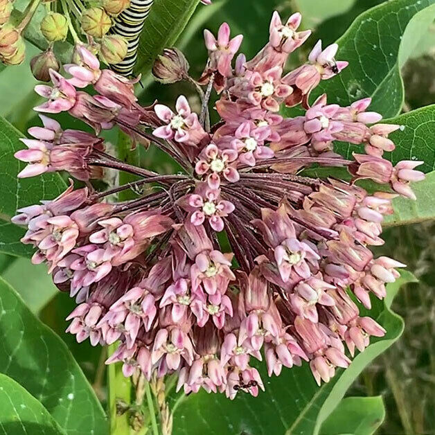 30+ Common Milkweed Asclepias Native Wildflower Perrenial Flower Seeds | www.seedsplantworld.com