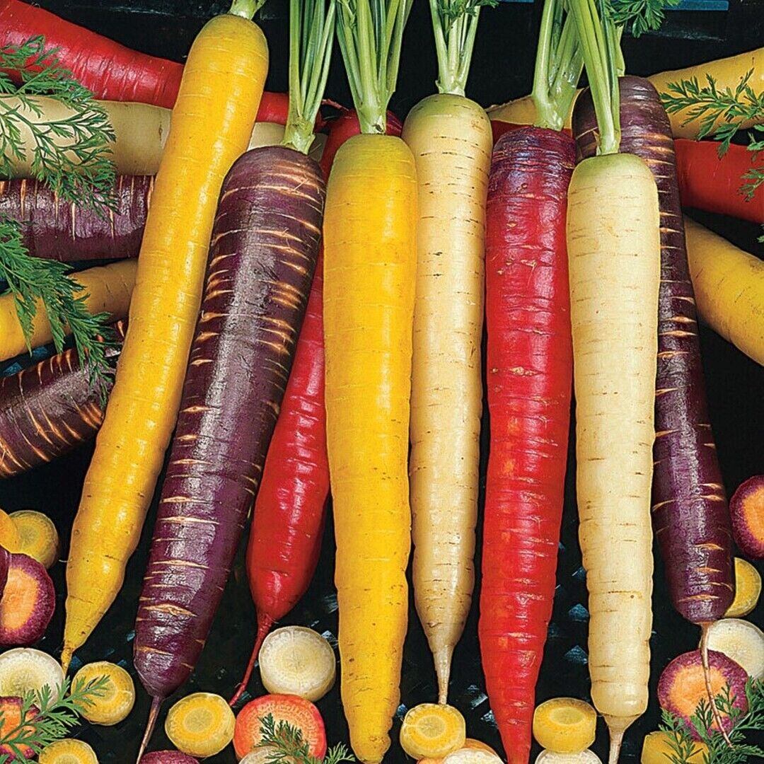 500+ Rainbow Blend Carrot Garden Mixture NON-GMO Vegetable Seeds | www.seedsplantworld.com