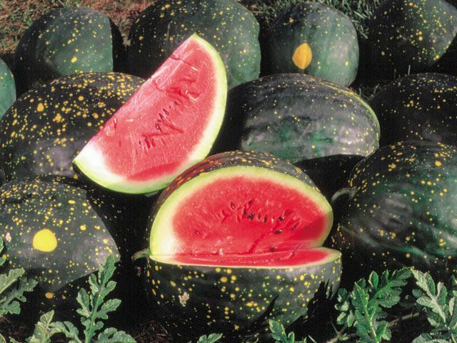 15 Ct Moon And Stars Red Watermelon 15-25 lbs NON-GMO Fruit Seeds | www.seedsplantworld.com