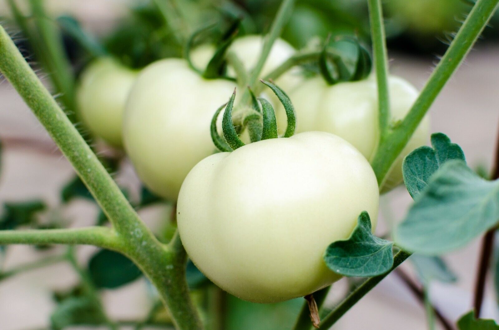 30 Ct Great White Tomato White Beefsteak NON-GMO Vegetable Seeds | www.seedsplantworld.com