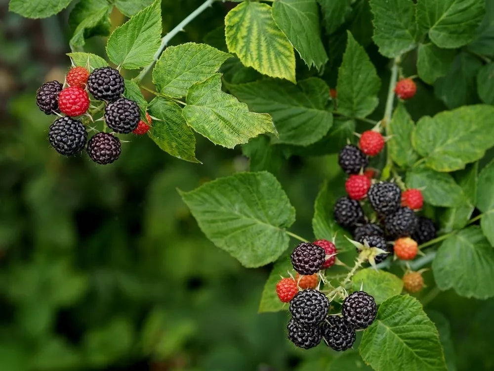 1 Cumberland Live Black Raspberry Plant Pruned And Ready For Planting (1-2 Yr Old) Fruit Plant | www.seedsplantworld.com