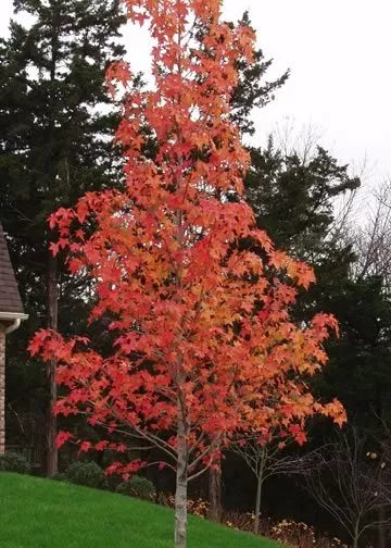 Sweetgum Tree (Liquidambar Styraciflua) Live Plant  In A 1 Qt. Pot 18-24" Tall