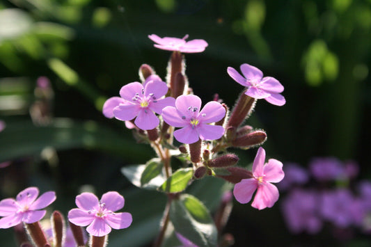 105 Soapwort Bouncing Bet Pink Cowcockle Flower Seeds | www.seedsplantworld.com