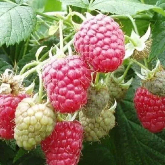 1 Gallon Potted Joan Red Raspberry Plant Non Gmo Fruit Plants | www.seedsplantworld.com