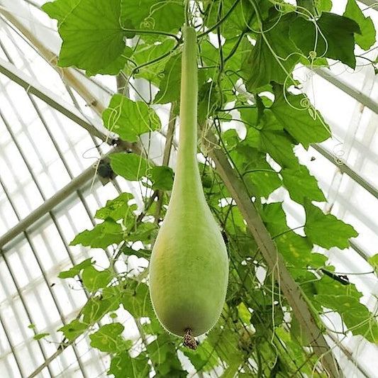 30 Dipper Gourd Siphon Gourd Green Lagenaria Siceraria Vegetable Seeds | www.seedsplantworld.com