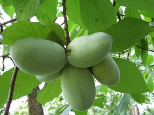 Paw Paw Indian Banana Live Plant  6-12" In A Qt. Pot