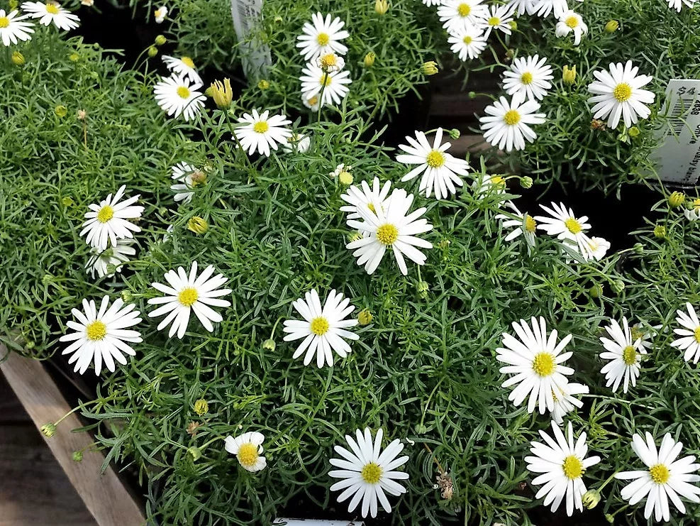 200 White Swan River Daisy Brachyscome Iberidifolia Flower Seeds | www.seedsplantworld.com