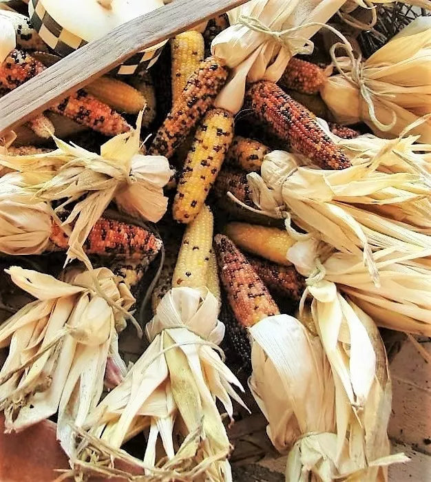 50 Indian Mini Mix Corn Miniature 4" Ears Ornamental Zea Mays Vegetable Seeds | www.seedsplantworld.com