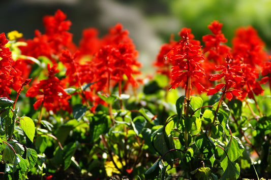 300 Sage Scarlet Humming Birds Red Flower Seeds | www.seedsplantworld.com