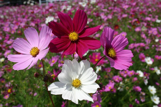 100 Ct Cosmos Sensation Mix Garden Annual Flower Seeds | www.seedsplantworld.com